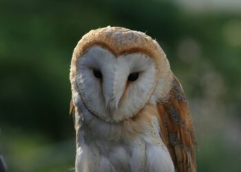 Ilustrasi Gambar Burung Hantu - Freepik/ wirestock