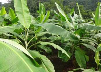 Krisis Iklim Ancam Budidaya Buah Pisang - Pixabay/ShivaDeep_Edu