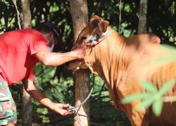 Ilustrasi pelaksanaan Hari Raya Idul Adha - Pixabay/mufidpwt
