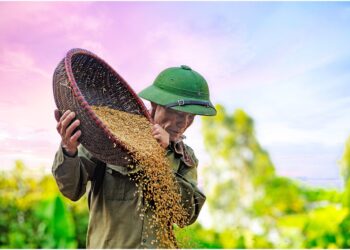 Ilustrasi Swasembada Beras 2025 - Pixabay/NguyenCaoDat