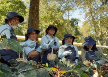 PT Pertamina Geothermal Energy Tbk (PGE) bersama para petani kopi Kamojang menggelar Panen Bersama dan Ekspor Perdana Kopi Geotermal Kamojang, Jawa Barat. (Foto: PT.PG)